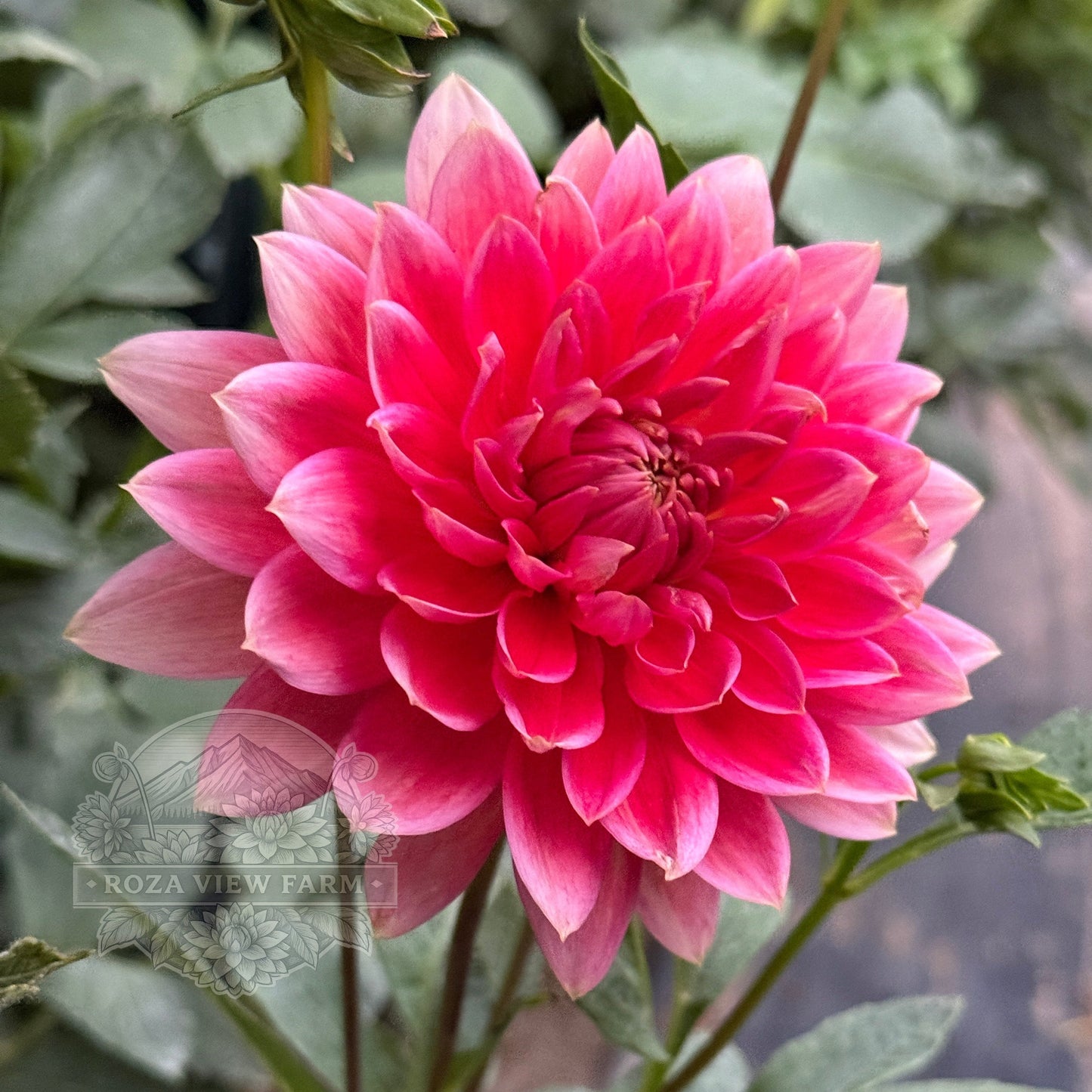 Coral Carol