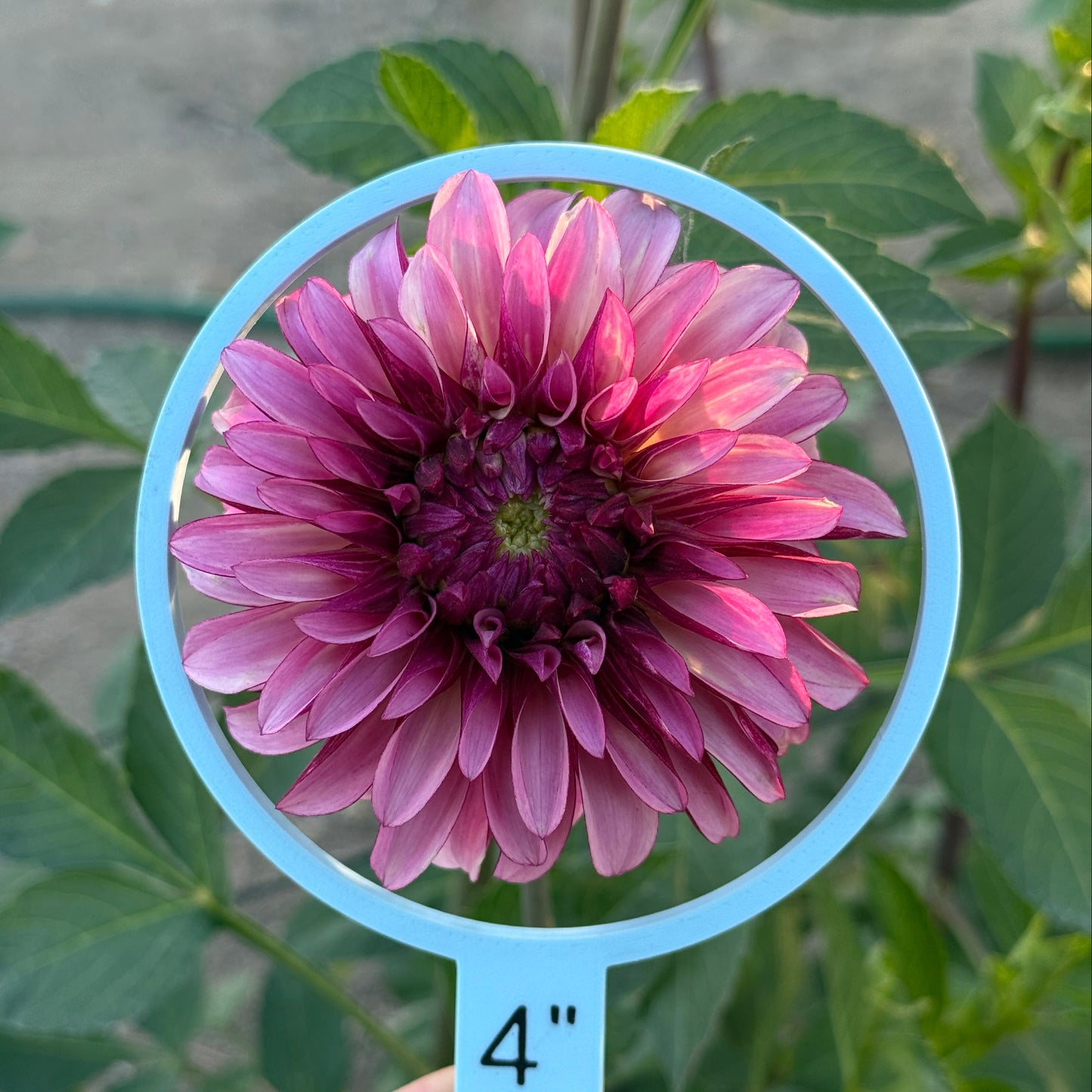 Seedling 2025-27