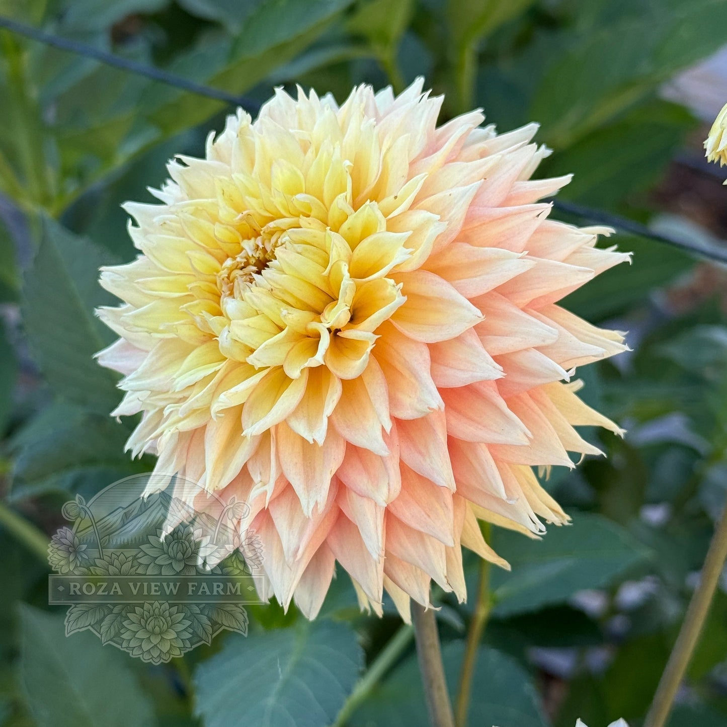 Lee's Apricot Fizz