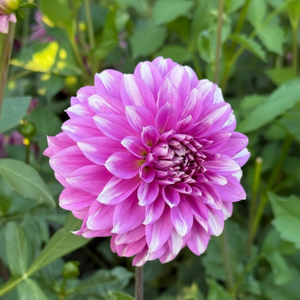 WB’s Misbehavin’