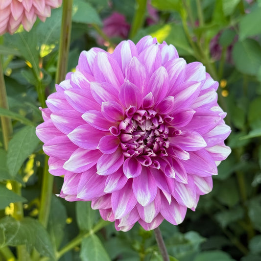 WB’s Misbehavin’