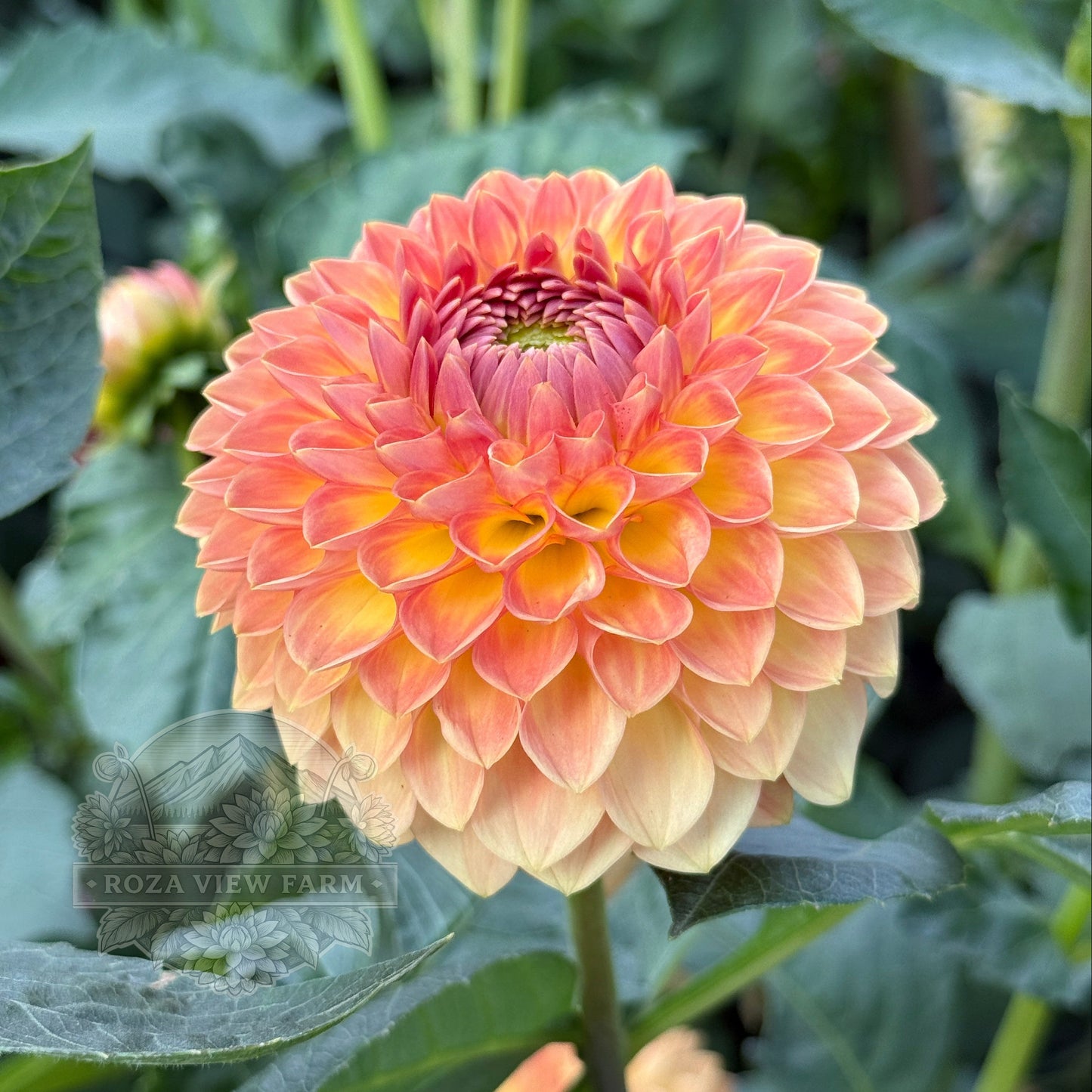 Blyton Softer Gleam