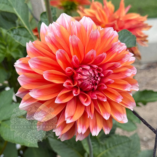 Robann Creamsicle