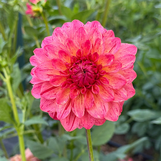 Van Isle Salish Sunset