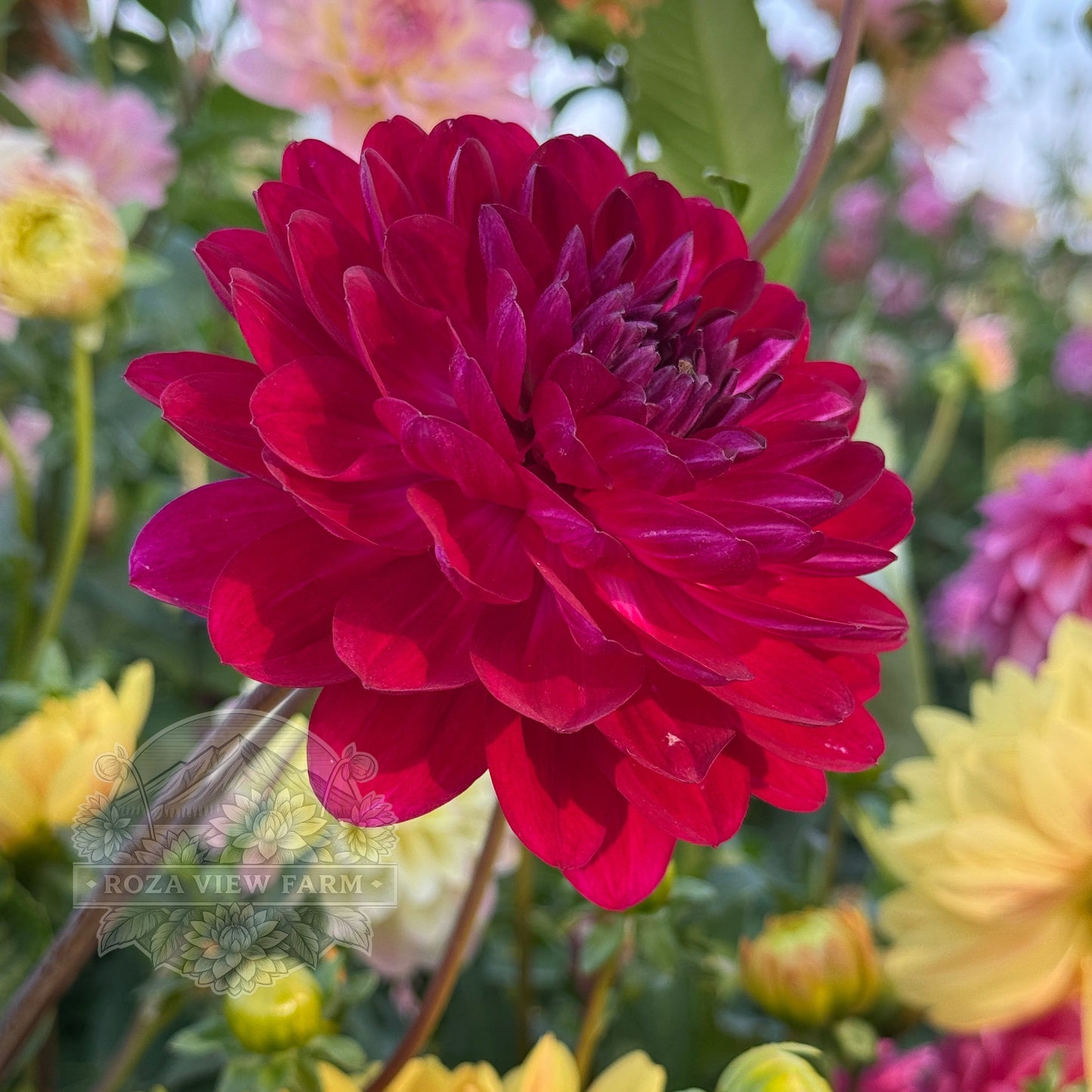 Sandia Bertha