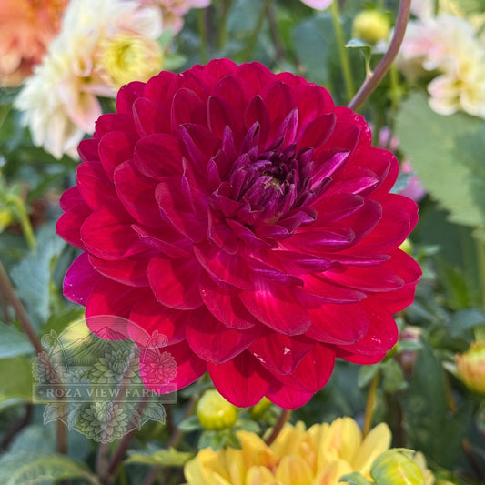 Sandia Bertha