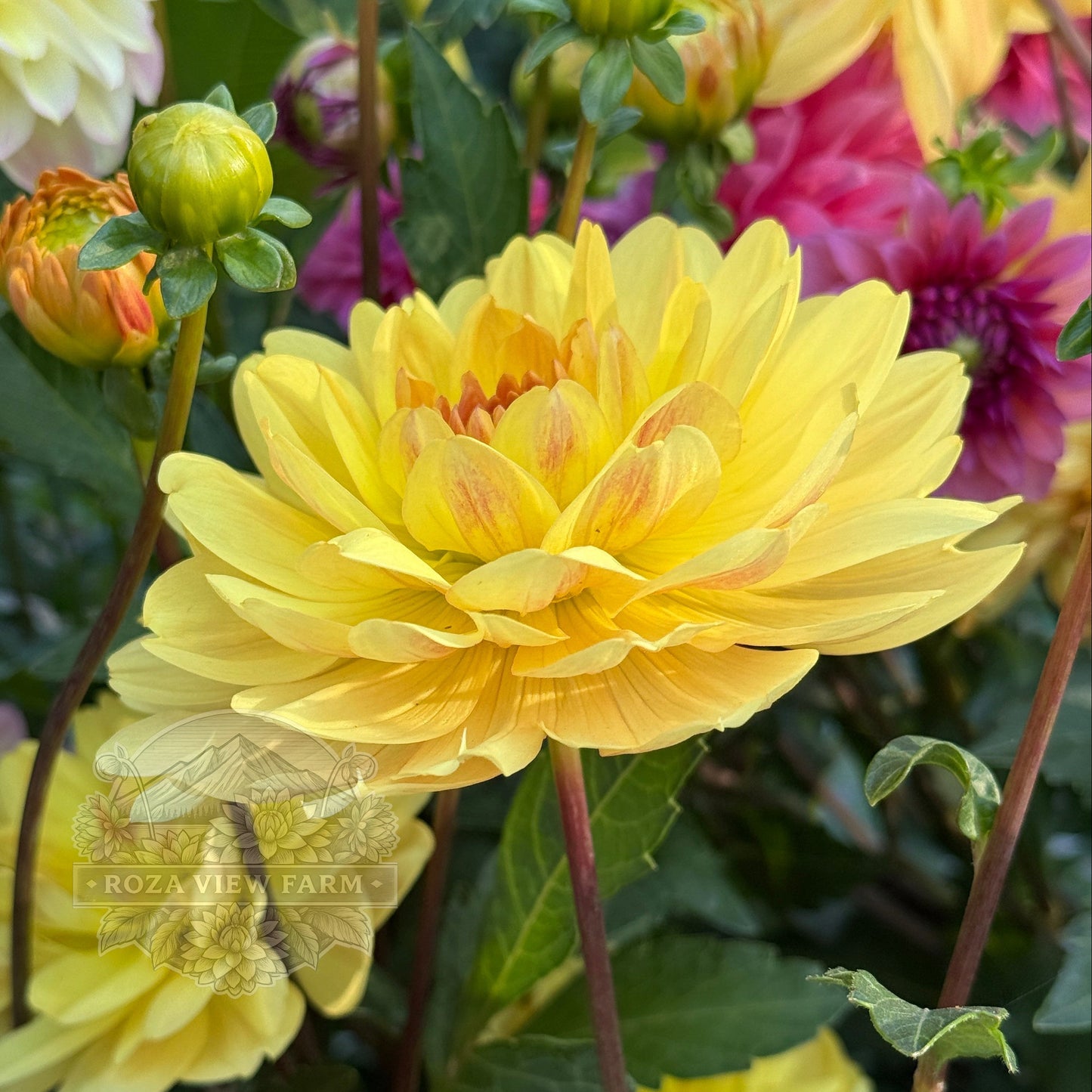 Sandia Gold