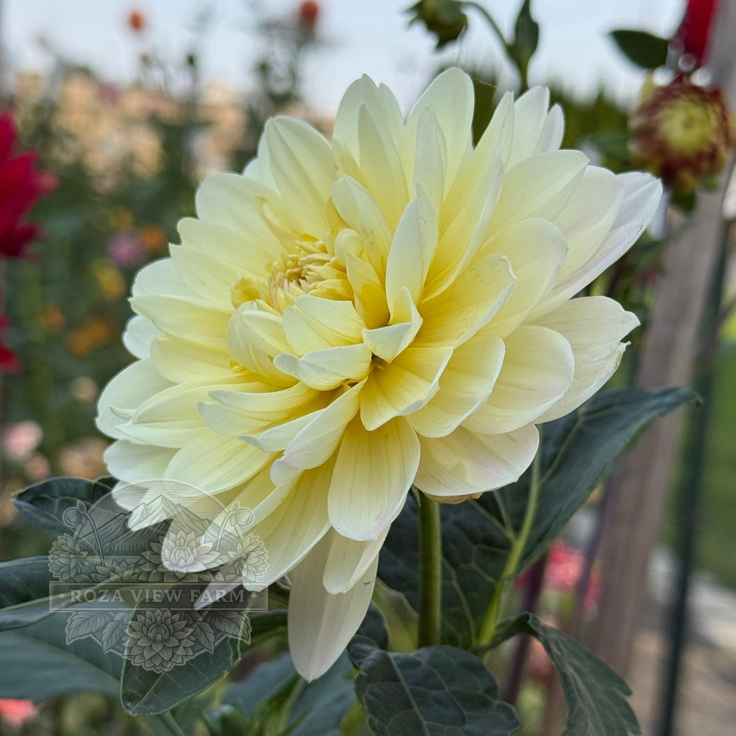 Hollyhill Creamy