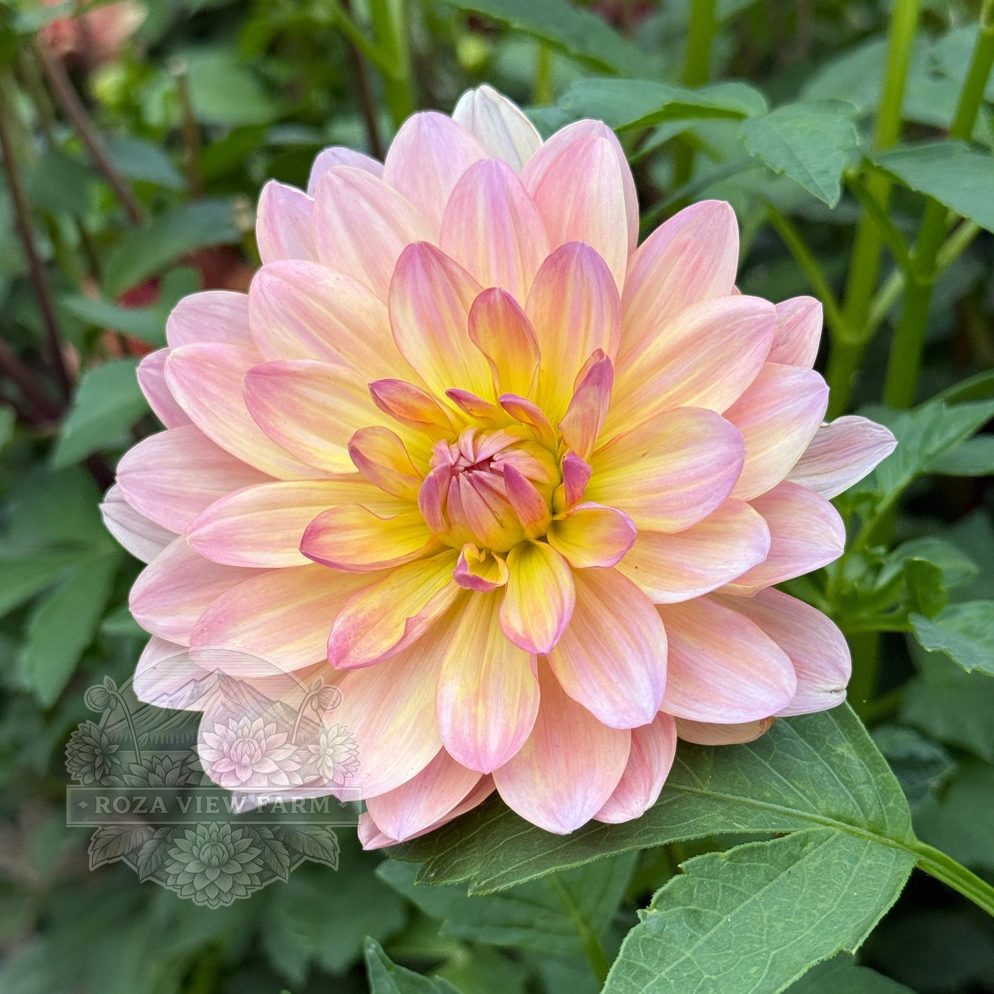Chimacum Cathleen