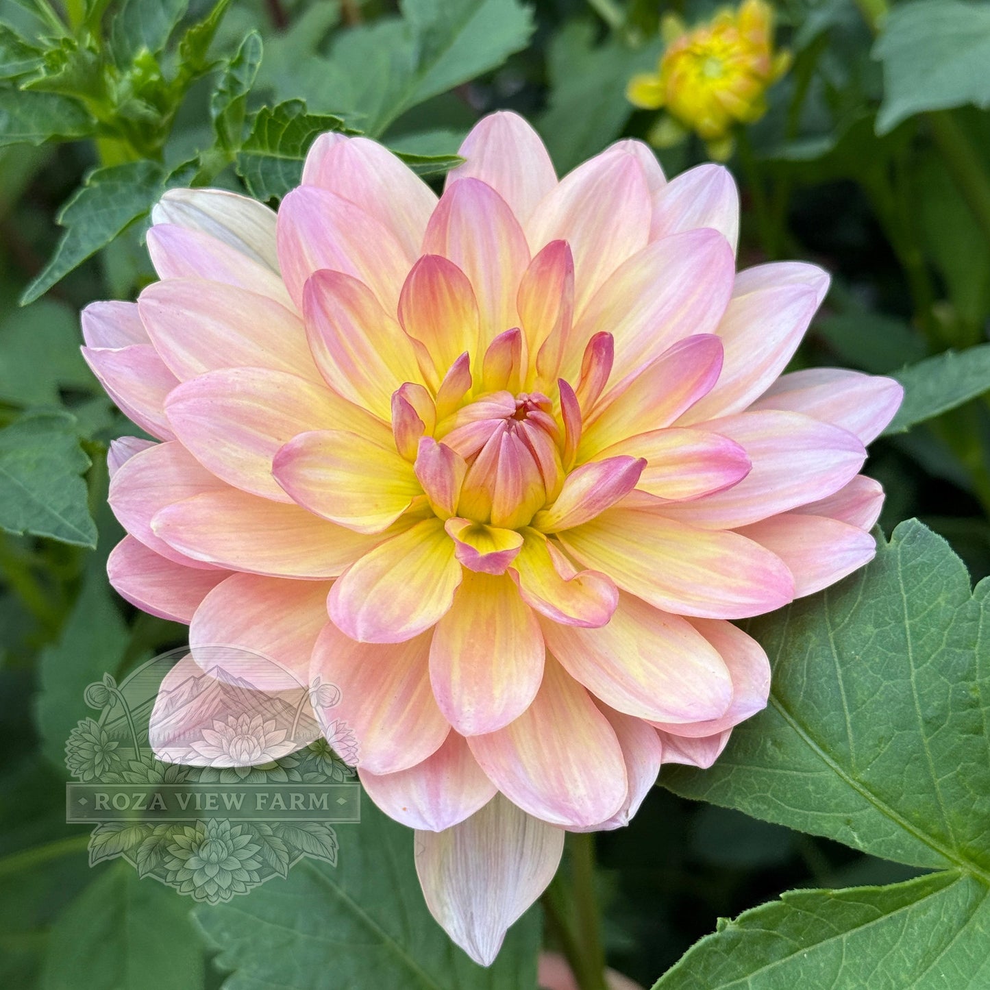 Chimacum Cathleen