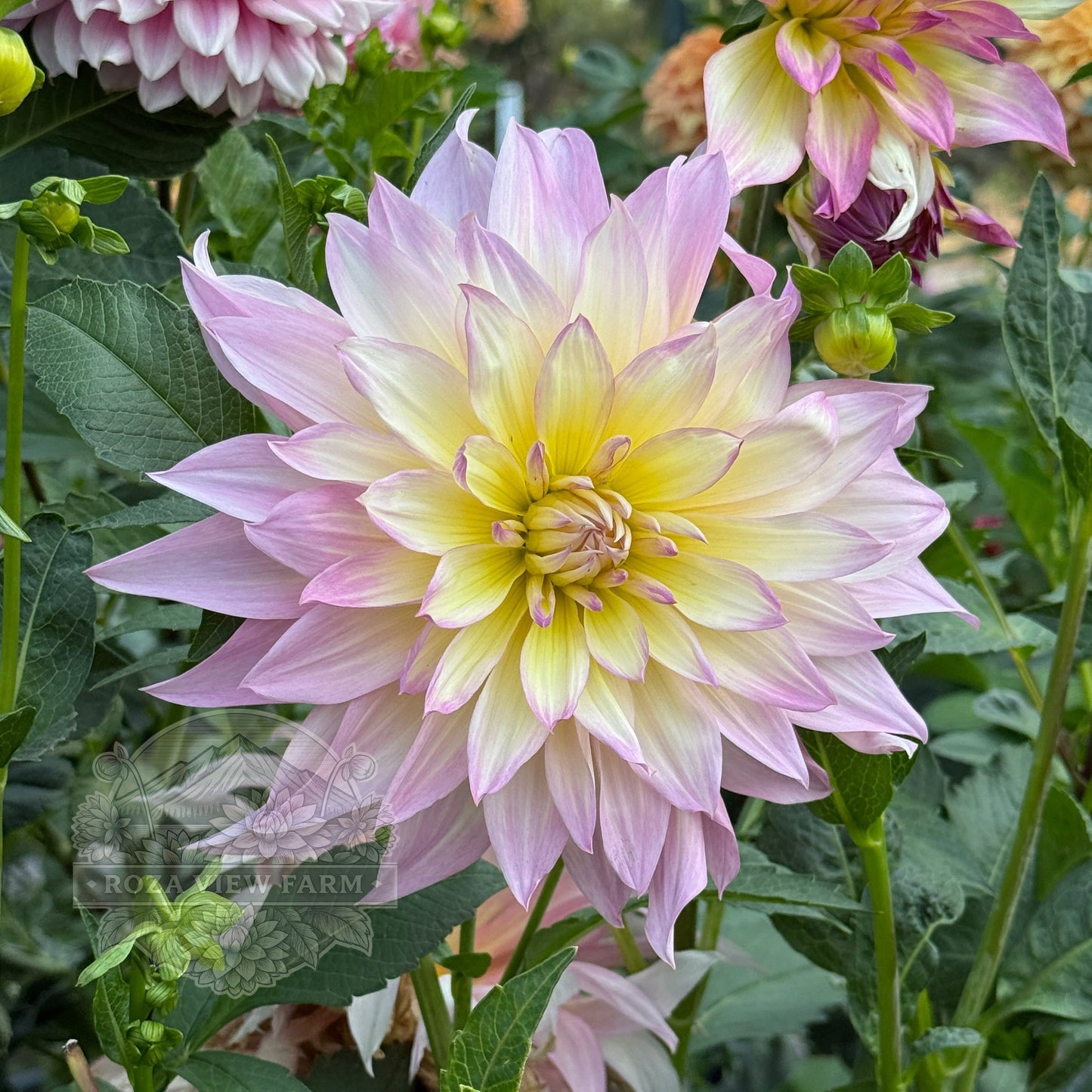 Garden of Love