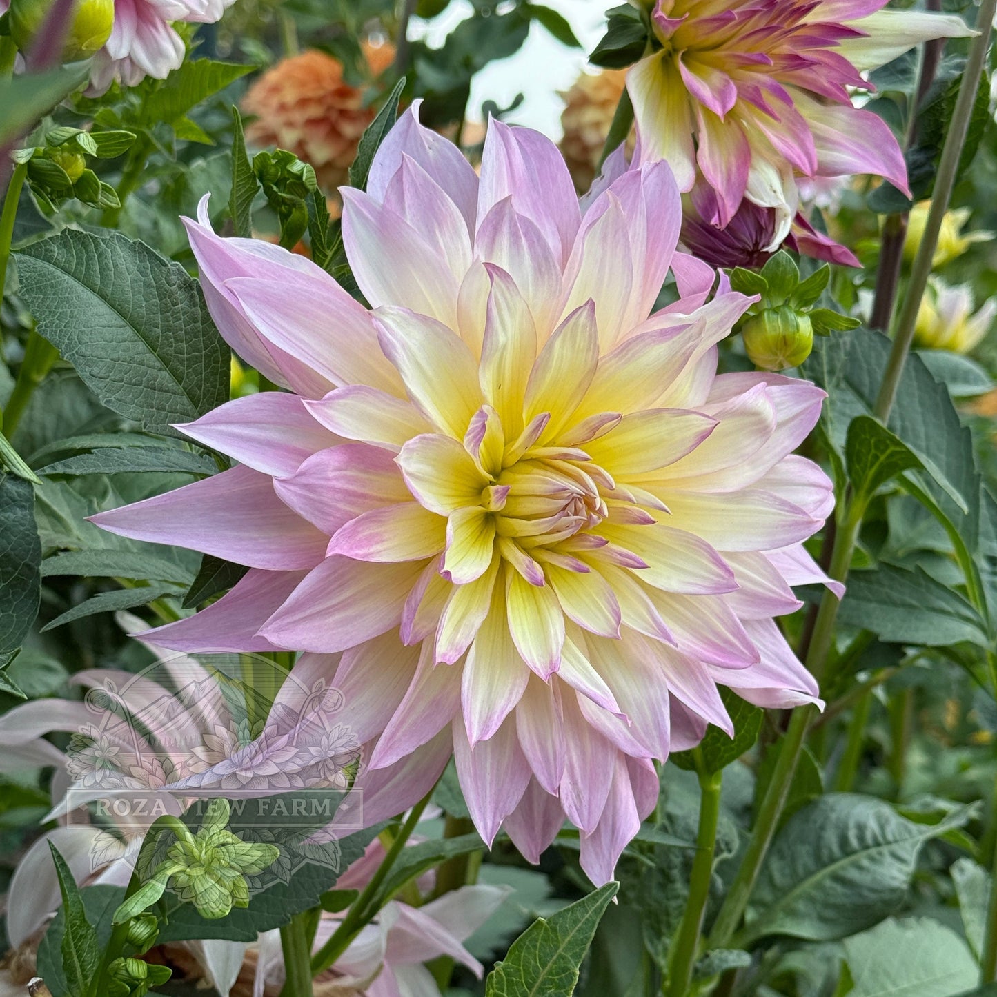 Garden of Love