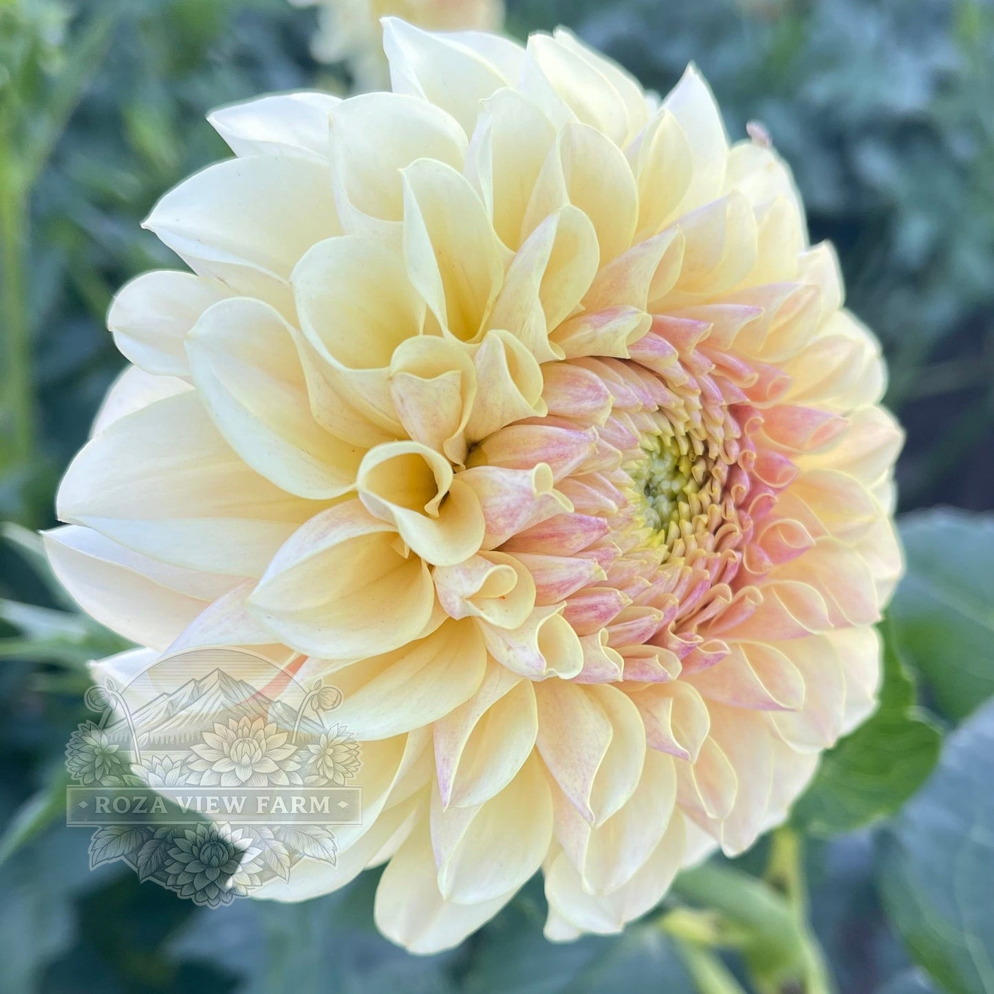 LTF Lemon Blush