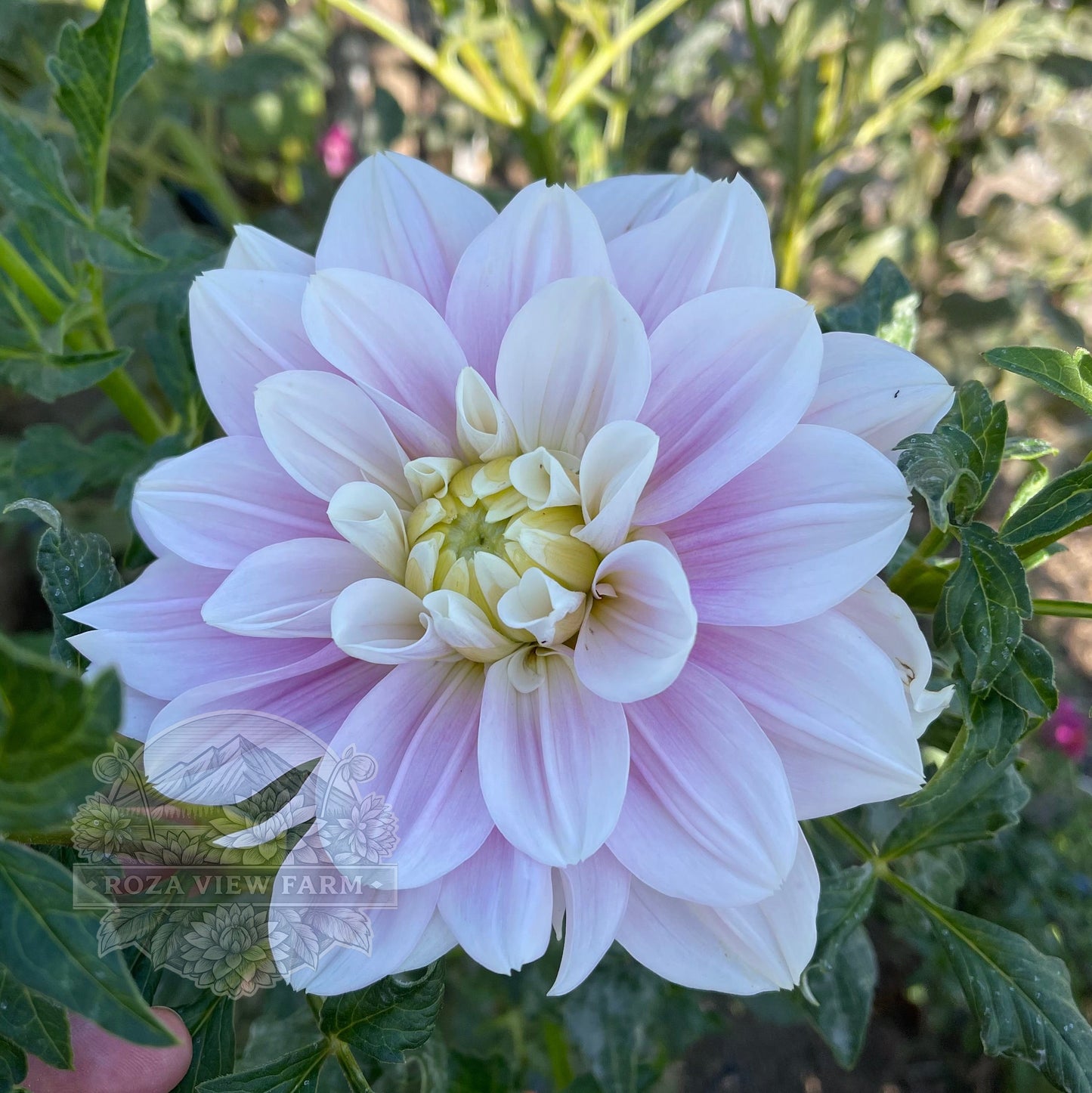 Randi Dawn