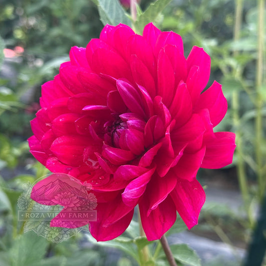 Sandia Claire