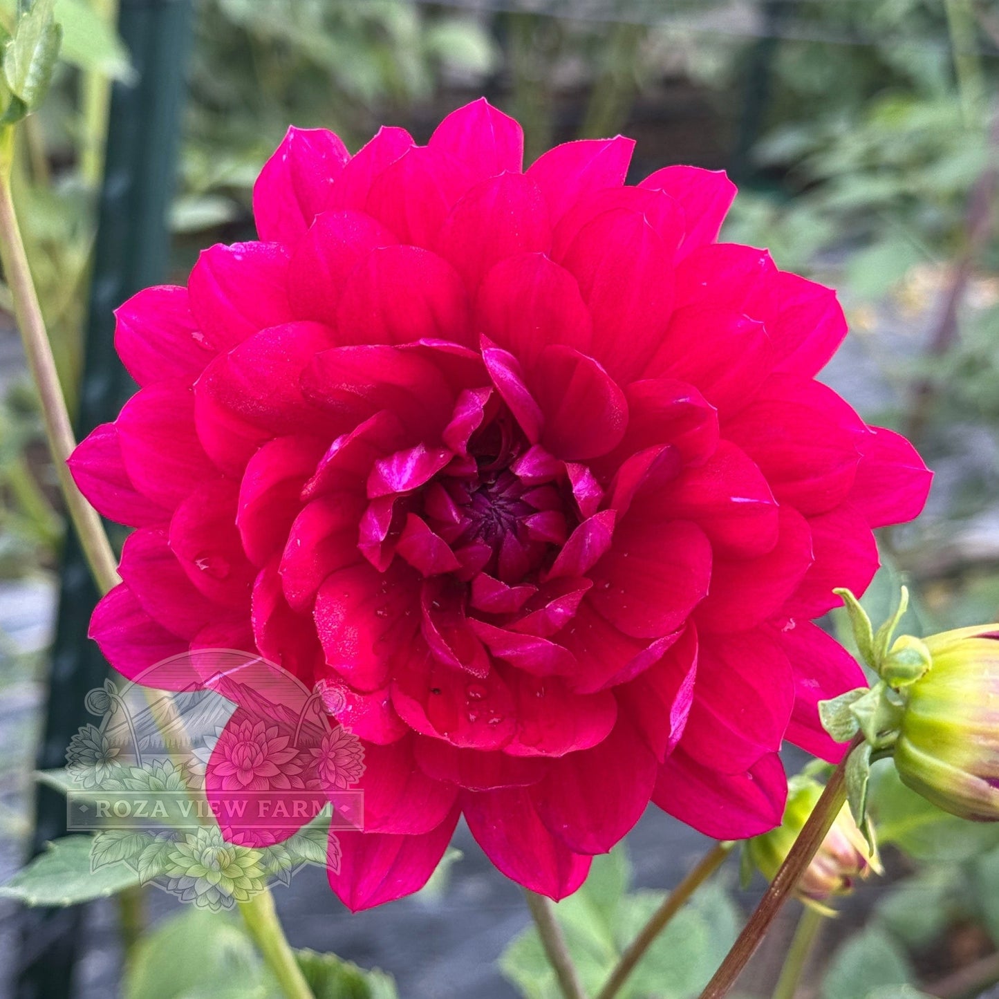 Sandia Claire