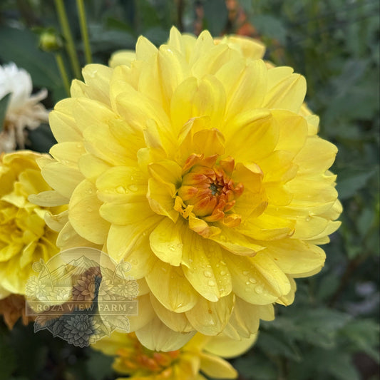 Sandia Gold