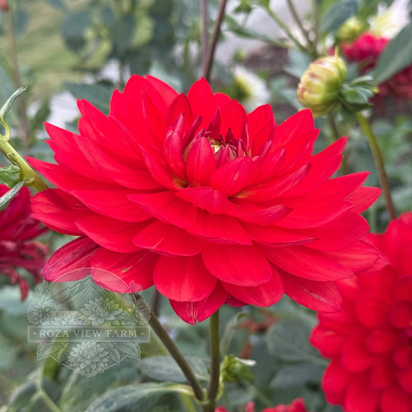 Mak’s Royal Ruby
