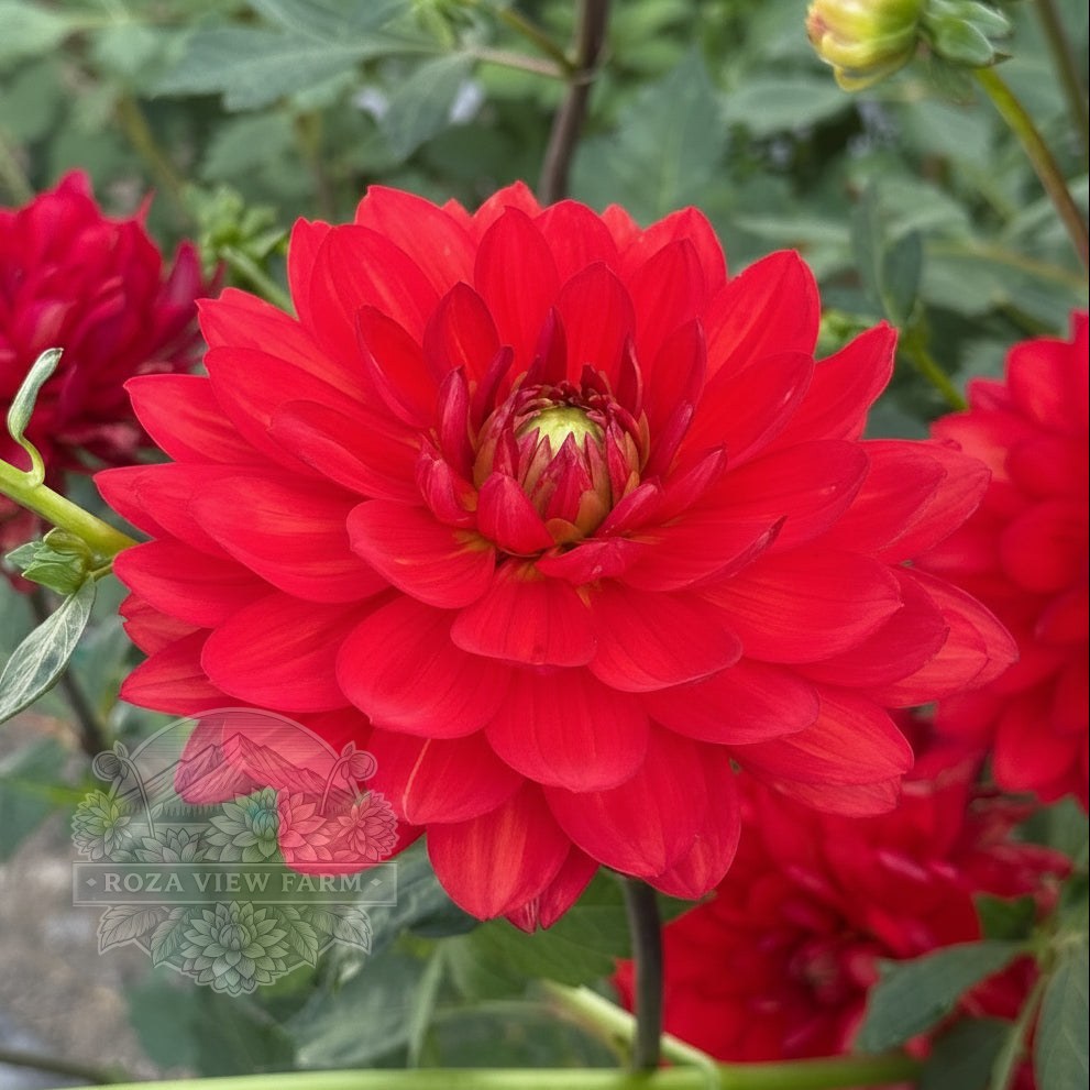 Mak’s Royal Ruby