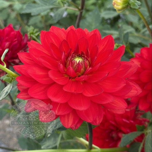 Mak’s Royal Ruby
