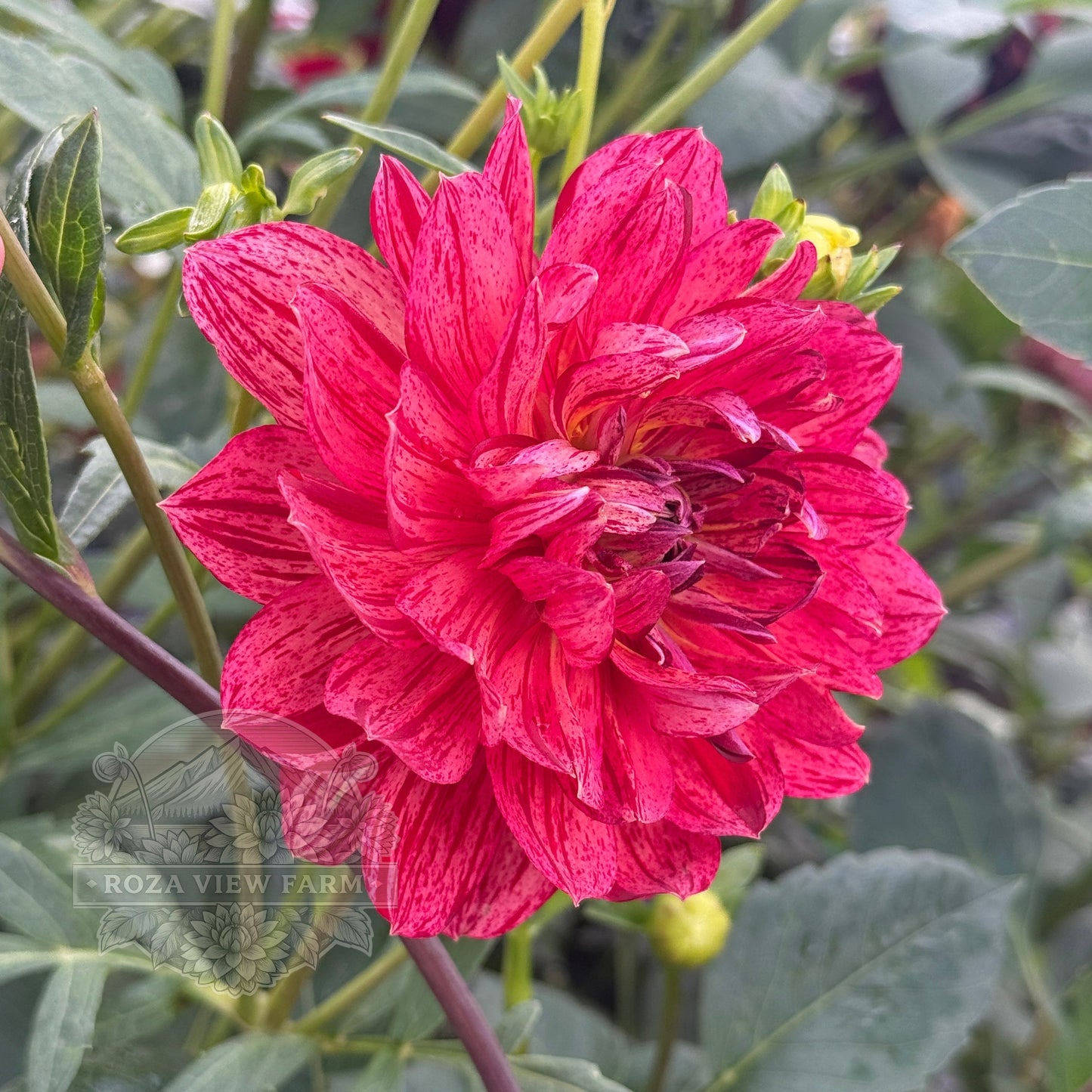 Hollyhill Tiger Rose