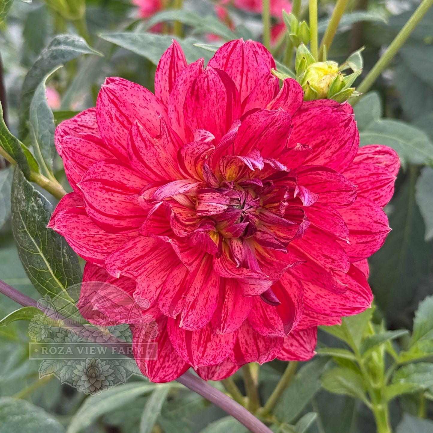 Hollyhill Tiger Rose