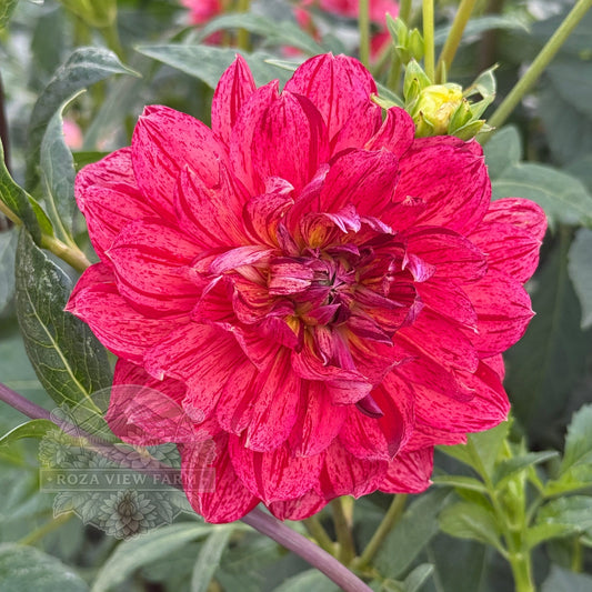 Hollyhill Tiger Rose