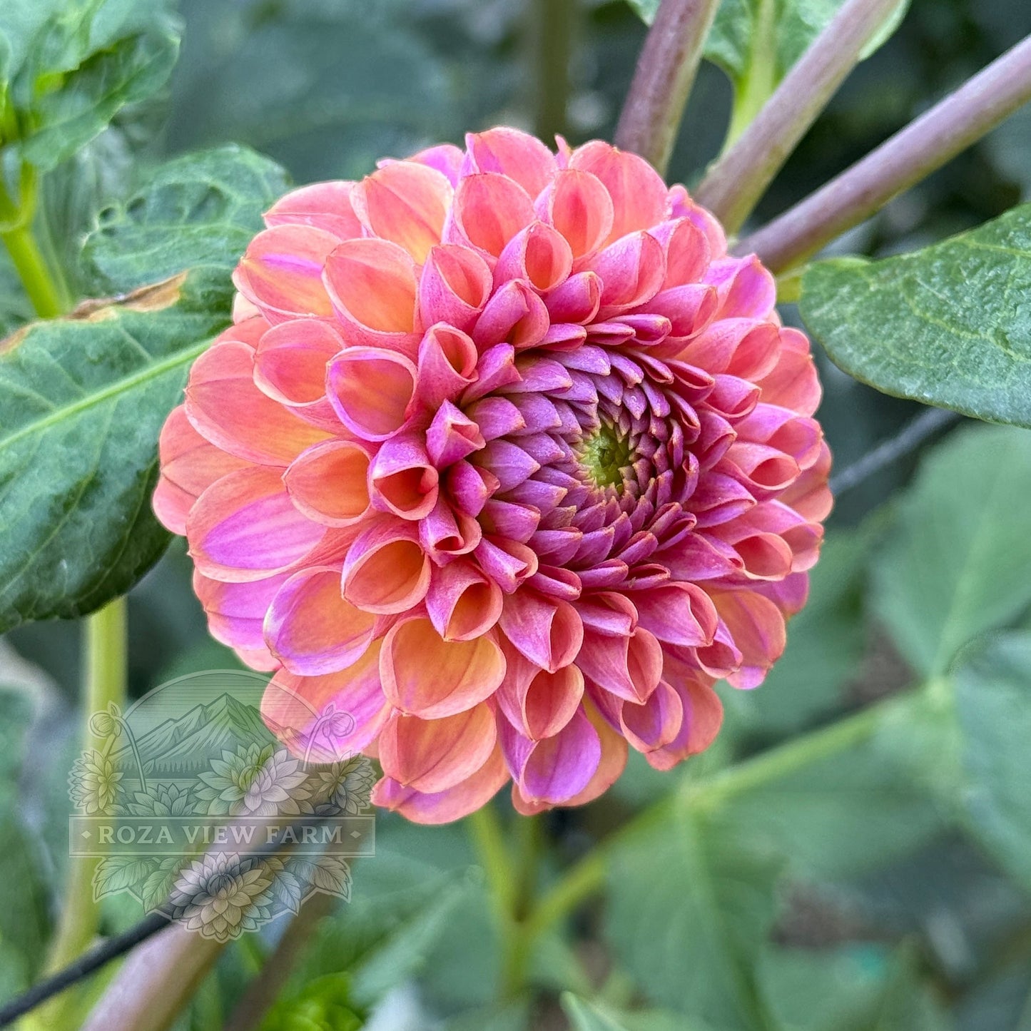 Hapet Coppery