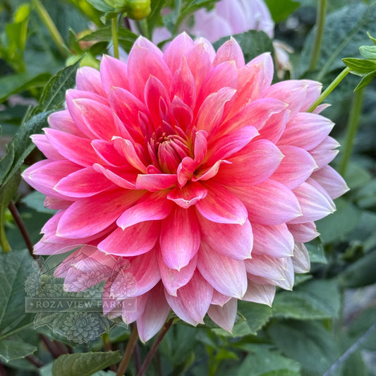 Coral Carol