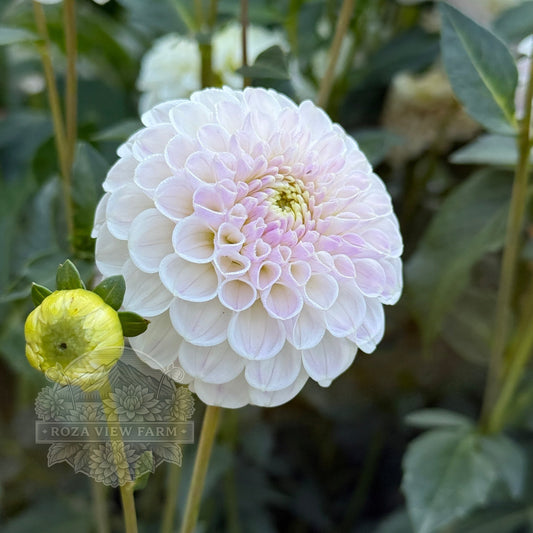 Ferncliff Tango