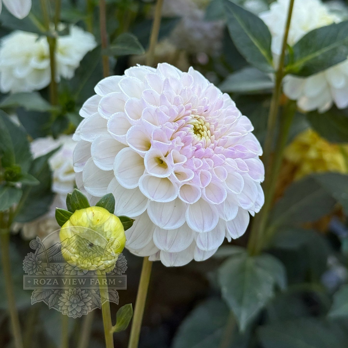 Ferncliff Tango